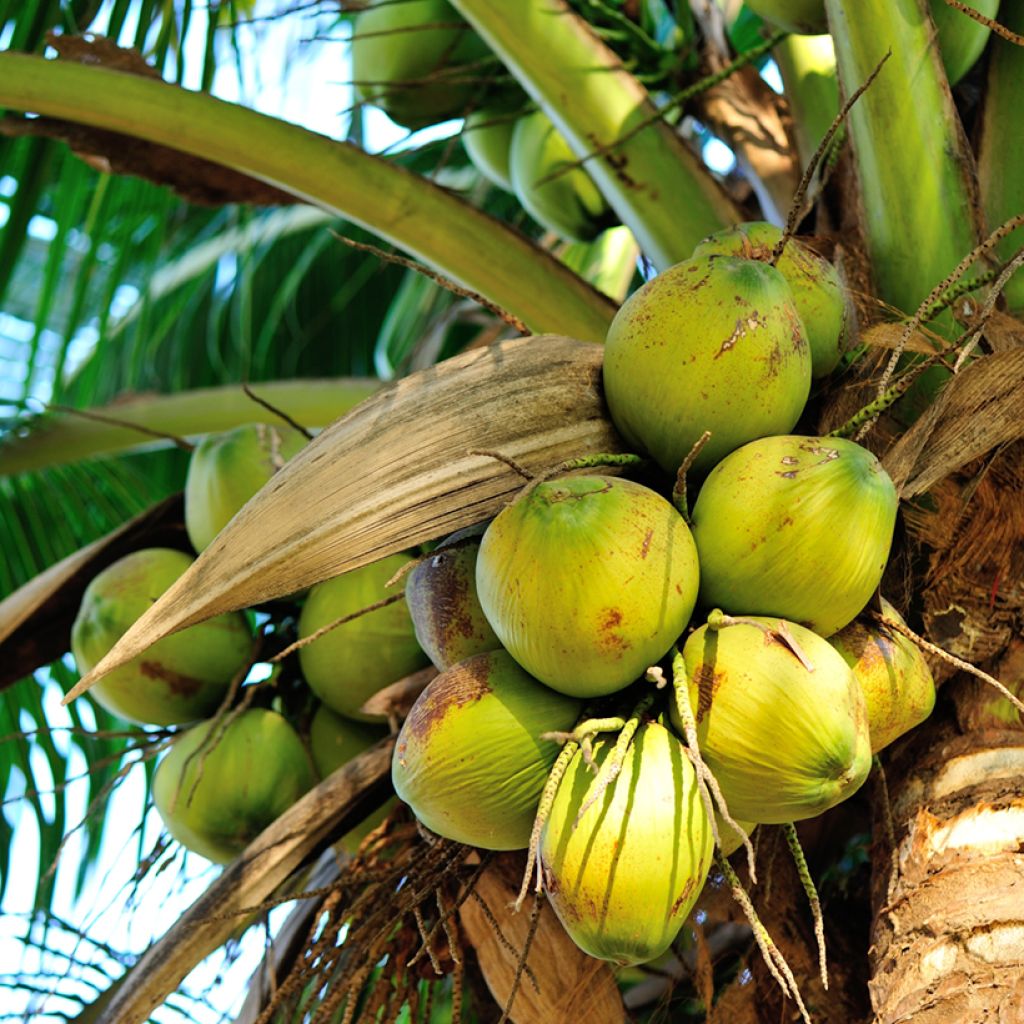 Kokospalme - Cocos nucifera