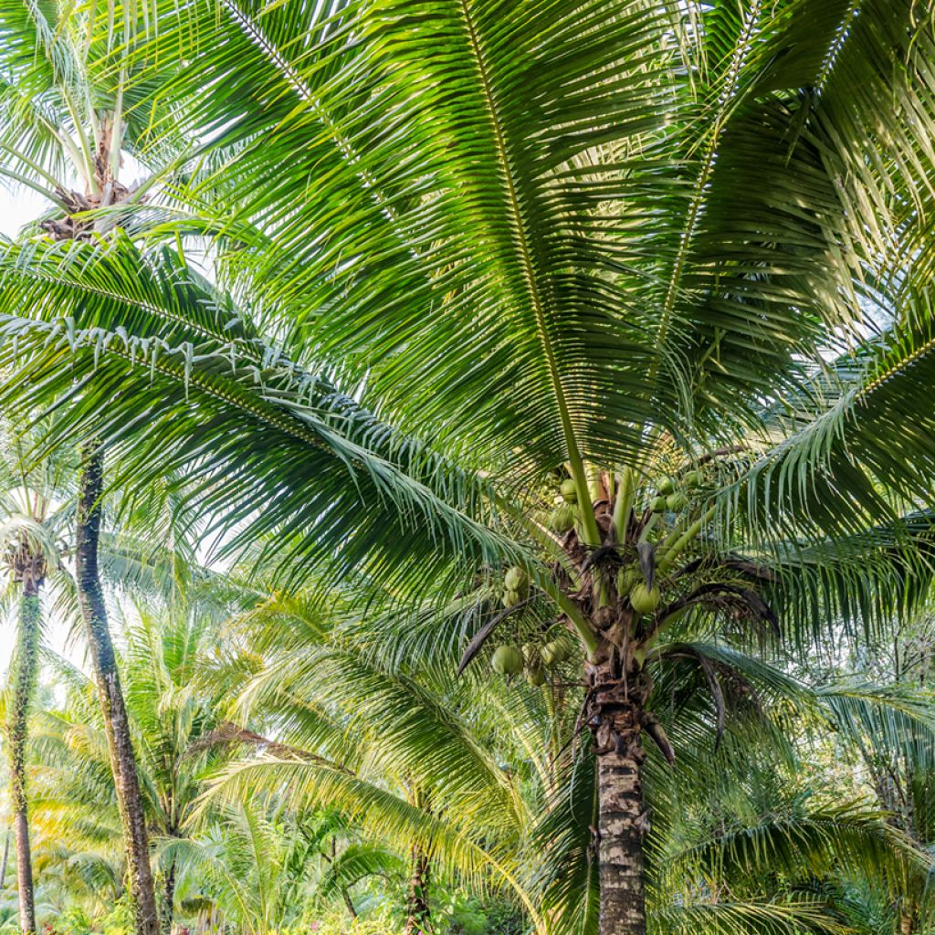 Kokospalme - Cocos nucifera