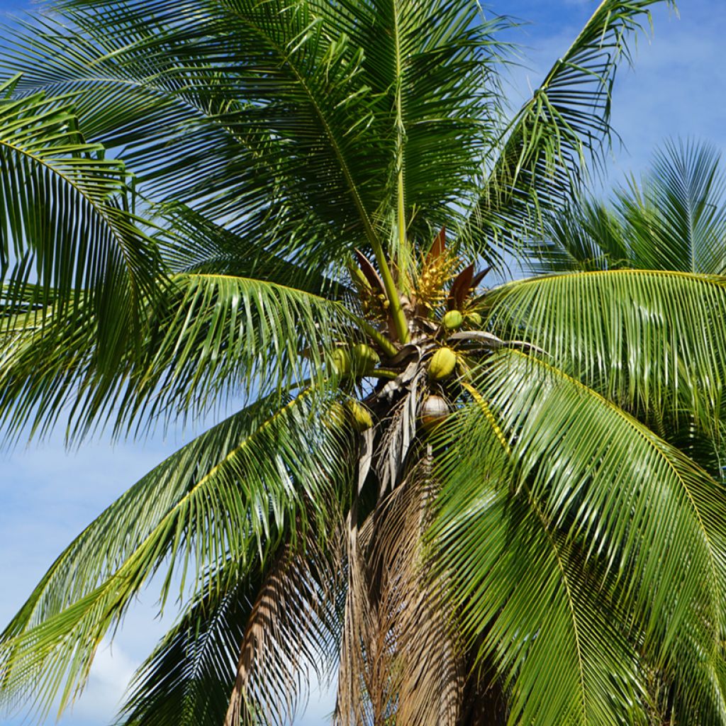 Kokospalme - Cocos nucifera