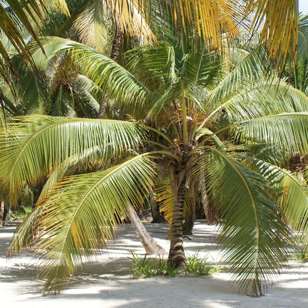 Kokospalme - Cocos nucifera