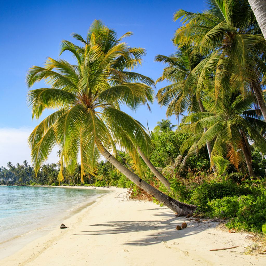 Kokospalme - Cocos nucifera