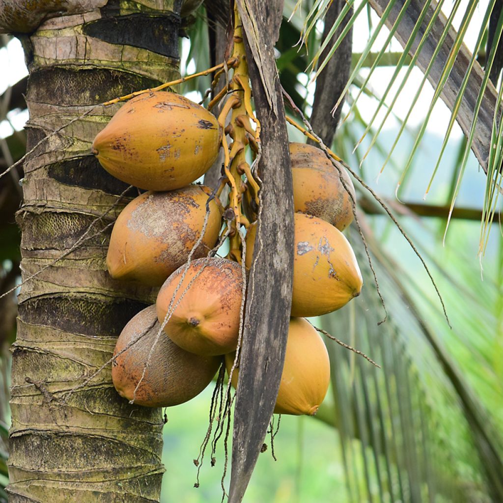 Kokospalme - Cocos nucifera