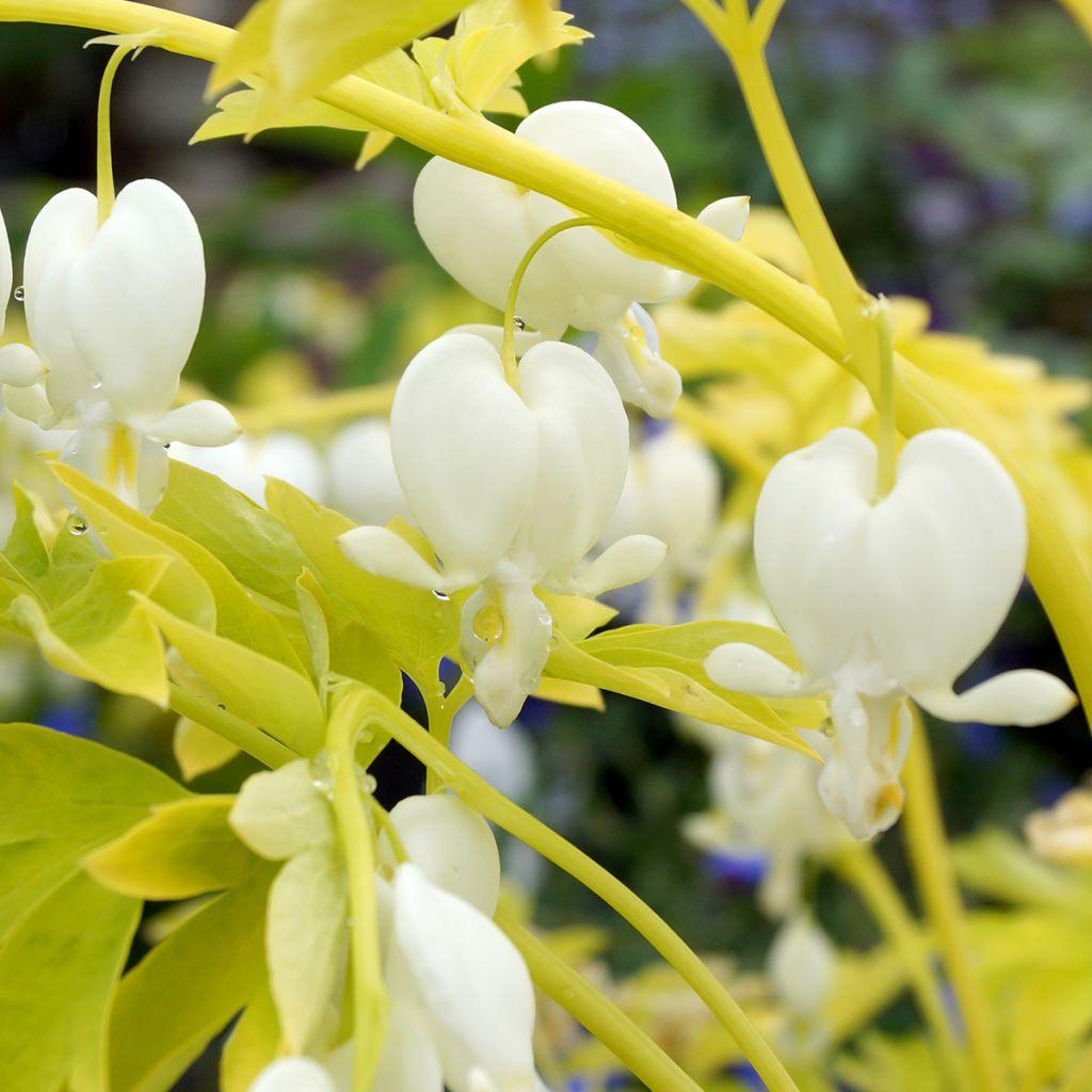 Dicentra spectabilis White Gold - Tränendes Herz