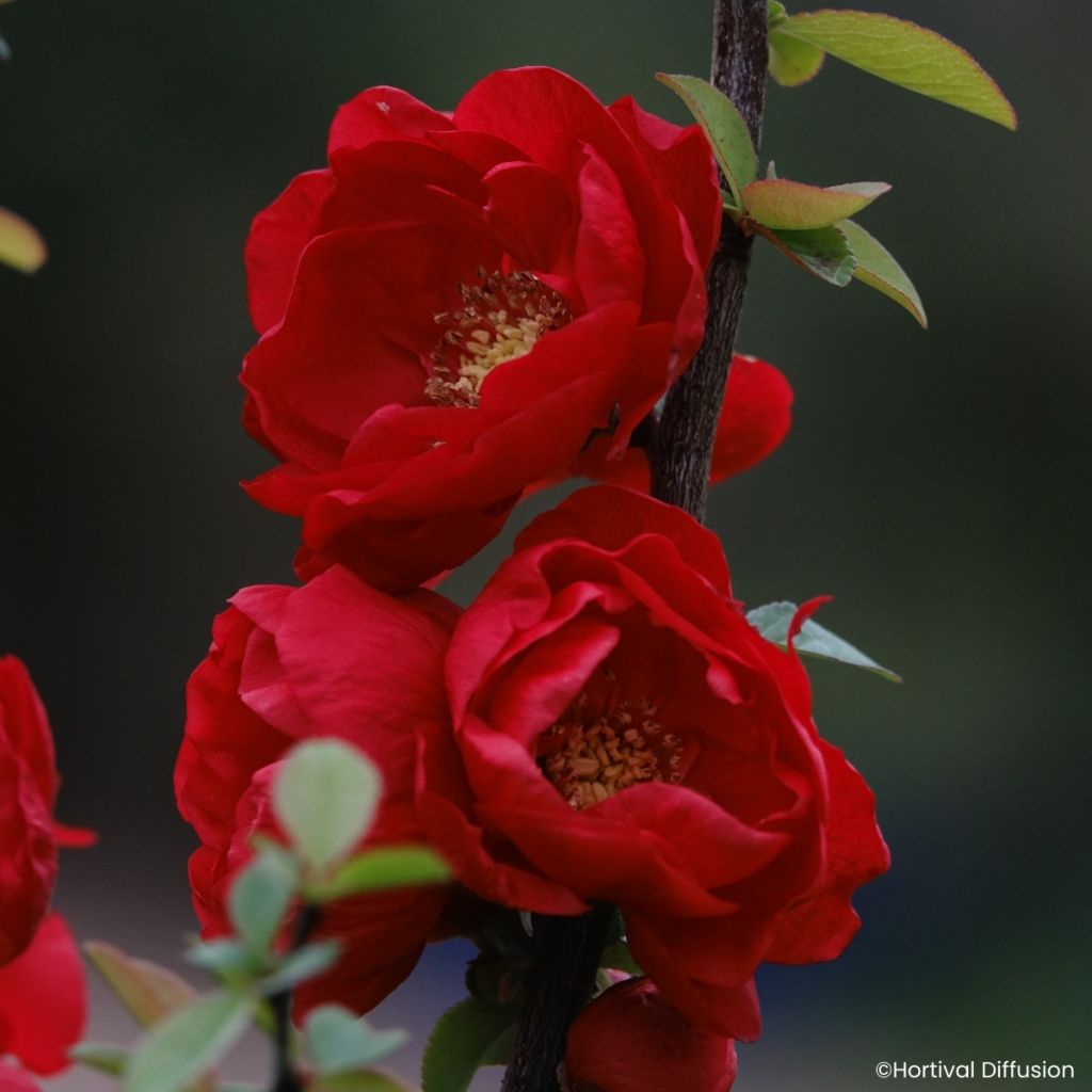 Cognassier du Japon - Chaenomeles speciosa Double Delice Love