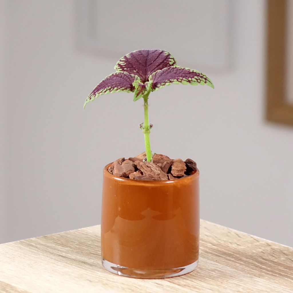 Coleus MS Abbey Road - Buntnessel