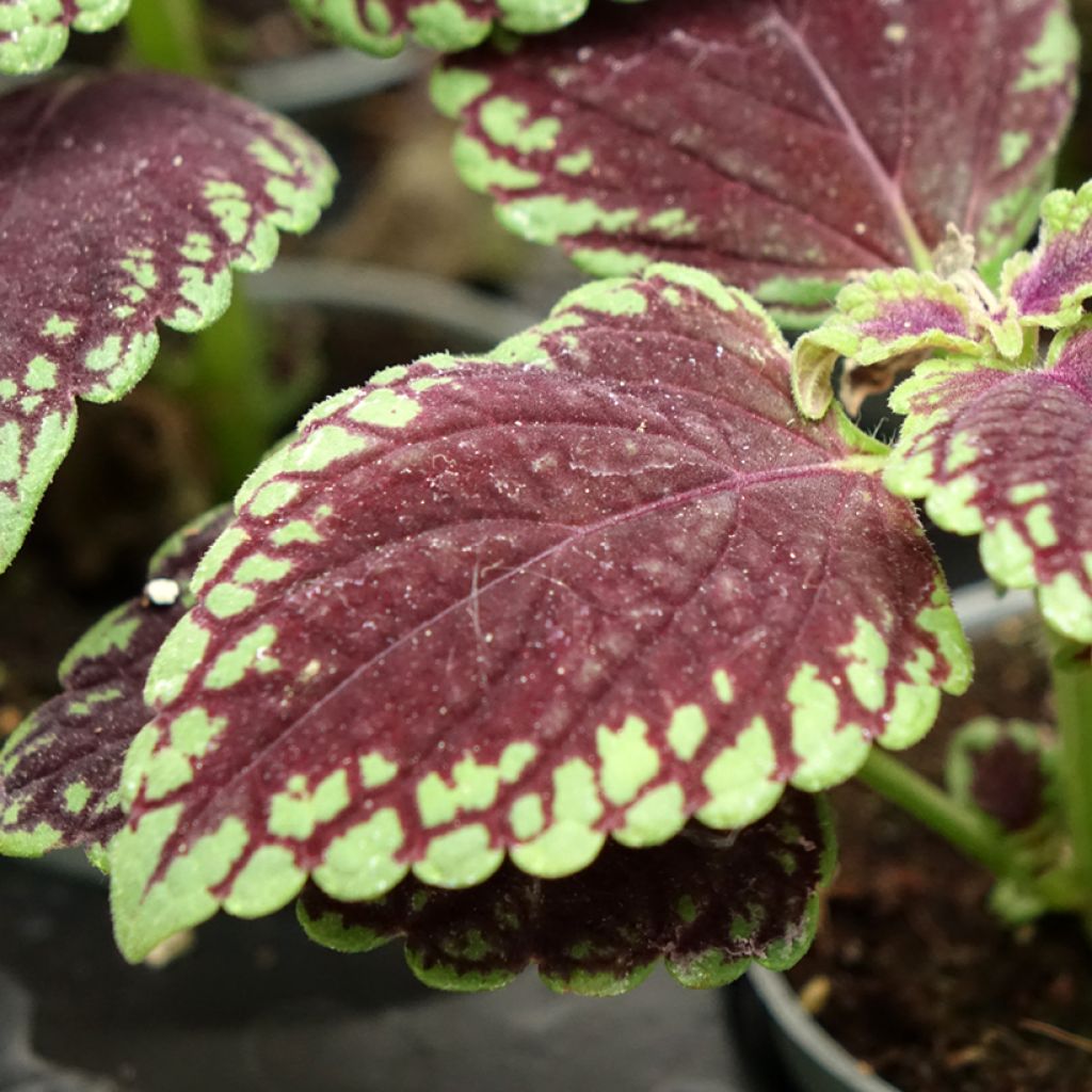 Coleus MS Abbey Road - Buntnessel