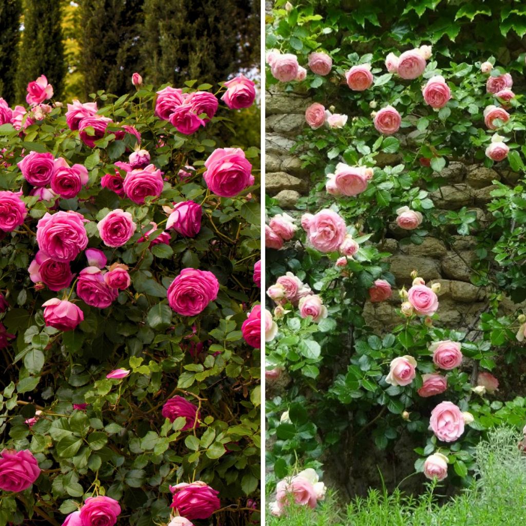Kollektion 2 Kletterrosen in Rosa