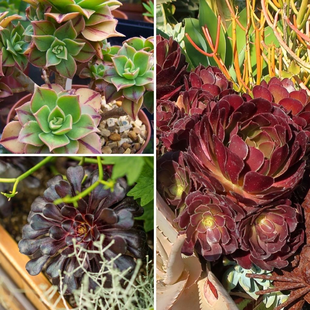 Aeonium-Kollektion