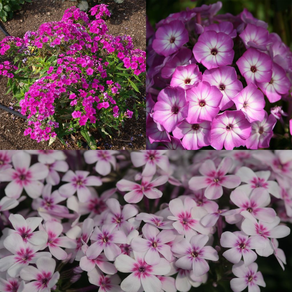 Kollektion von 3 Zwerg-Phlox paniculata