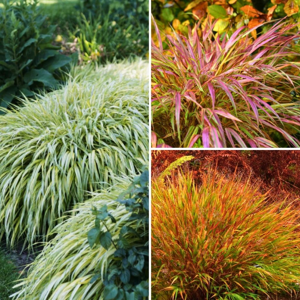 Hakonechloa-Kollektion - Japangras-Kollektion
