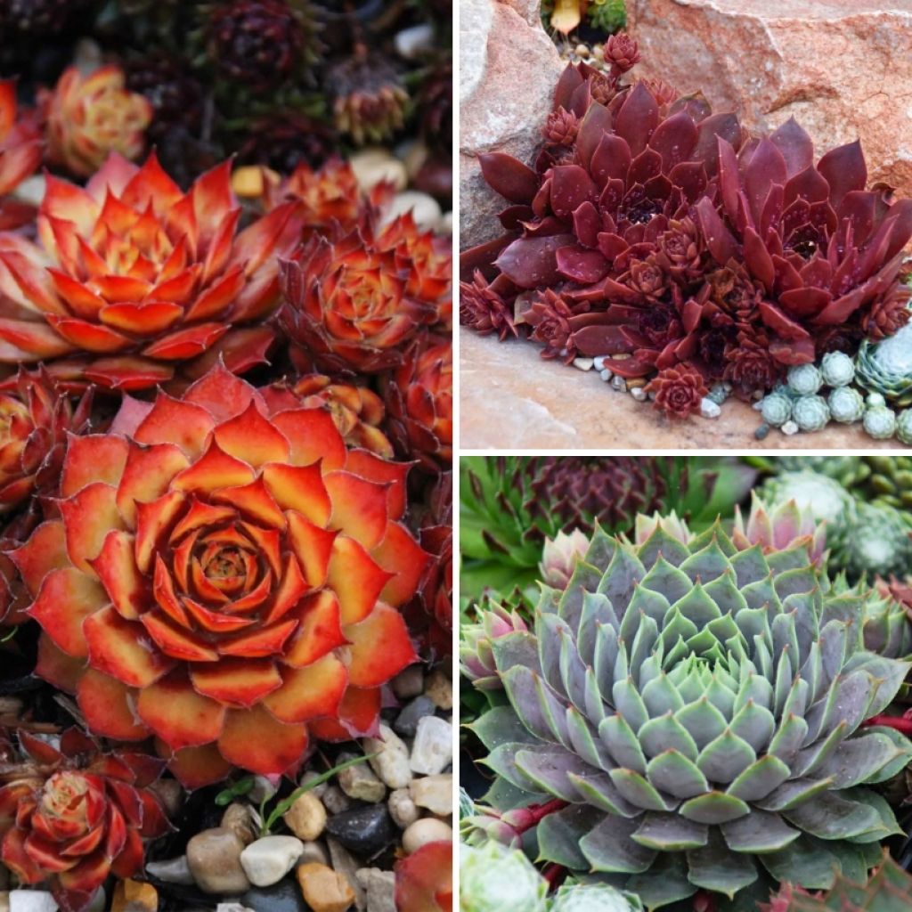 Hauswurzen-Kollektion - Sempervivum