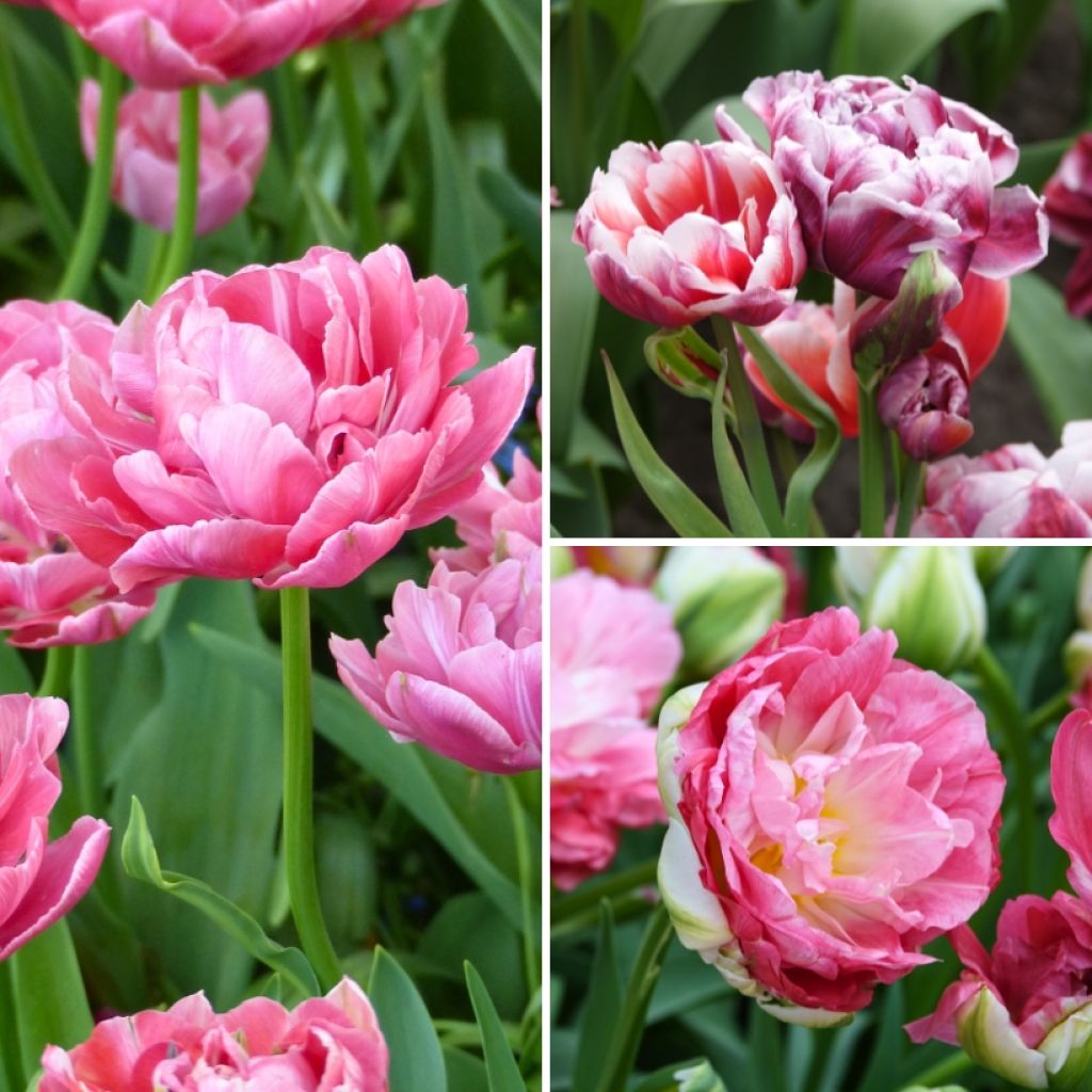 Tulpen-Kollektion Erdbeersorbet