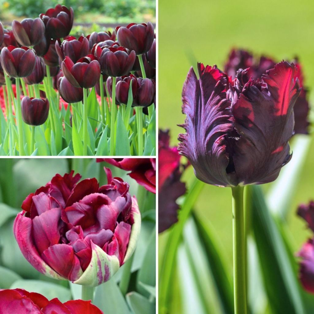 Geheimnisvolle Sammlung Schwarze Tulpen