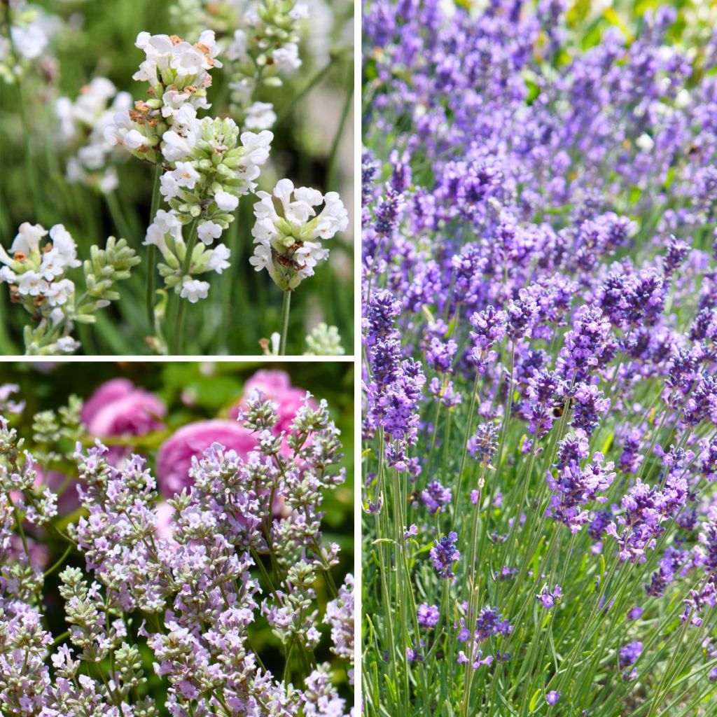 Kollektion echter Lavendel zu günstigen Preisen