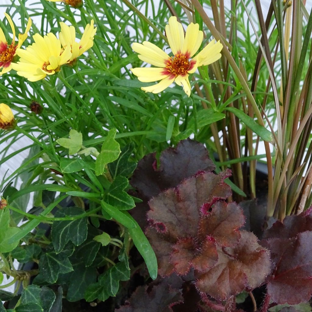 Freudevolle Komposition - Zusammensetzung aus 4 Pflanzen