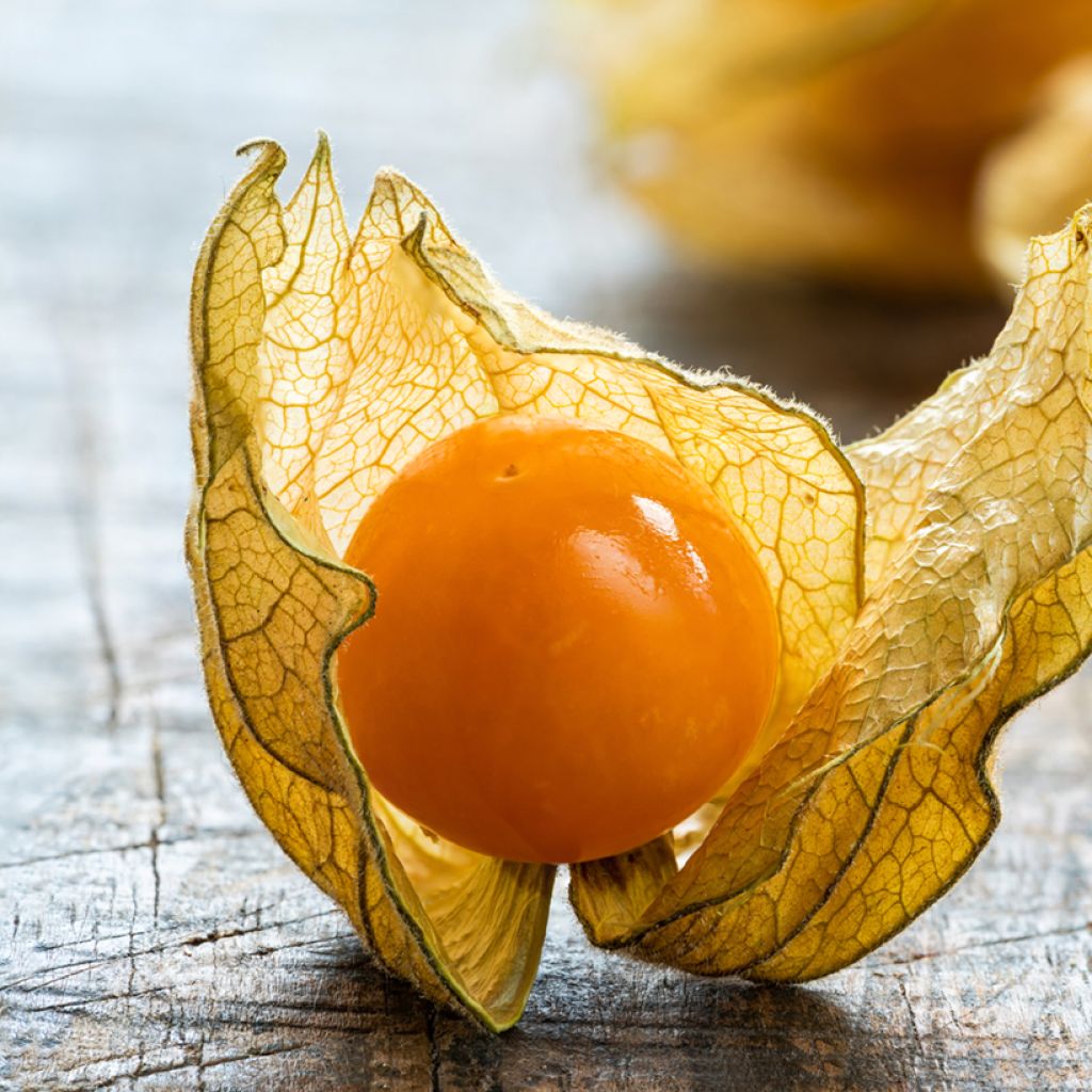 Andenbeere - Vilmorin - Physalis edulis