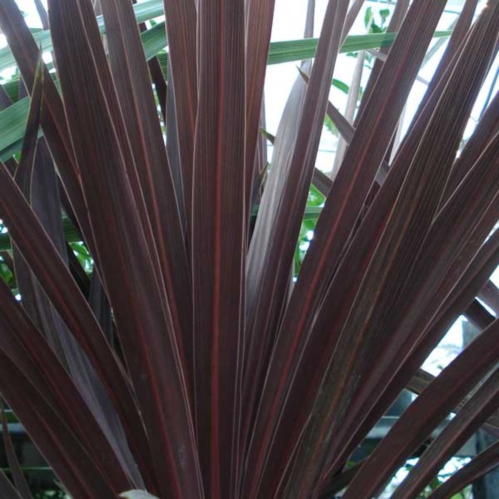 Cordyline australis Red Star