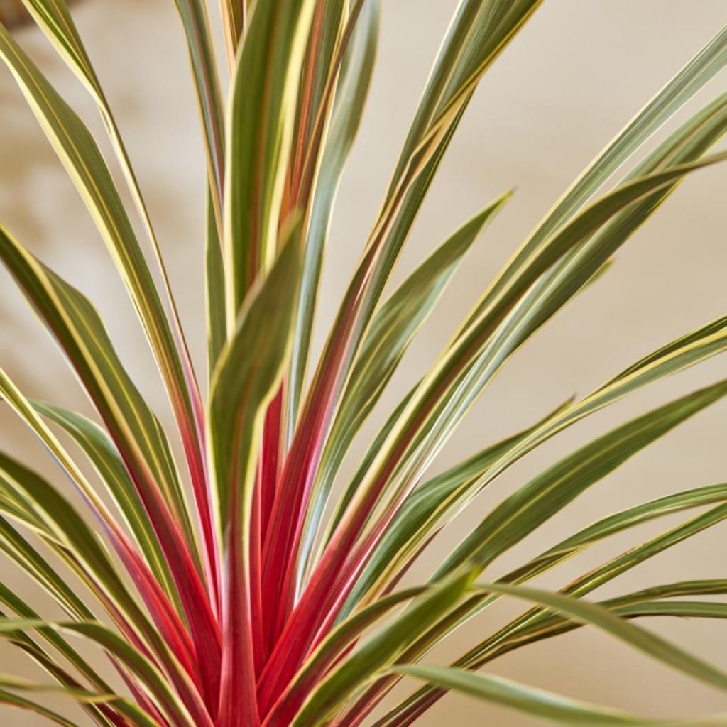 Cordyline australis Magic Star - Keulenlilie