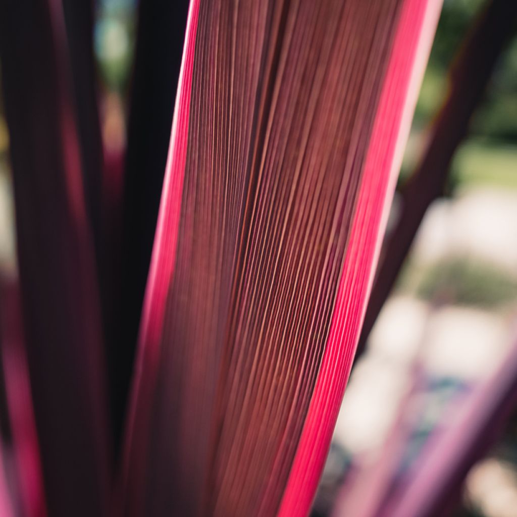 Cordyline australis Pink passion - Keulenlilie