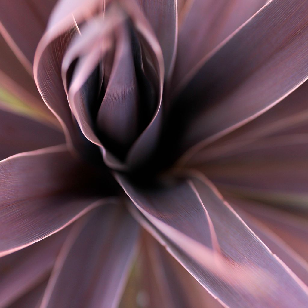 Cordyline australis Red Star - Keulenlilie