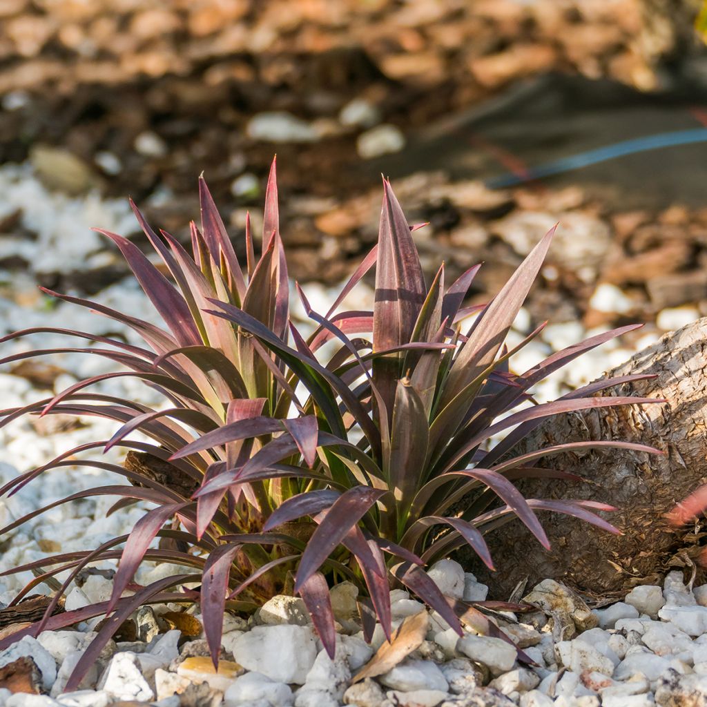 Cordyline australis Red Star - Keulenlilie