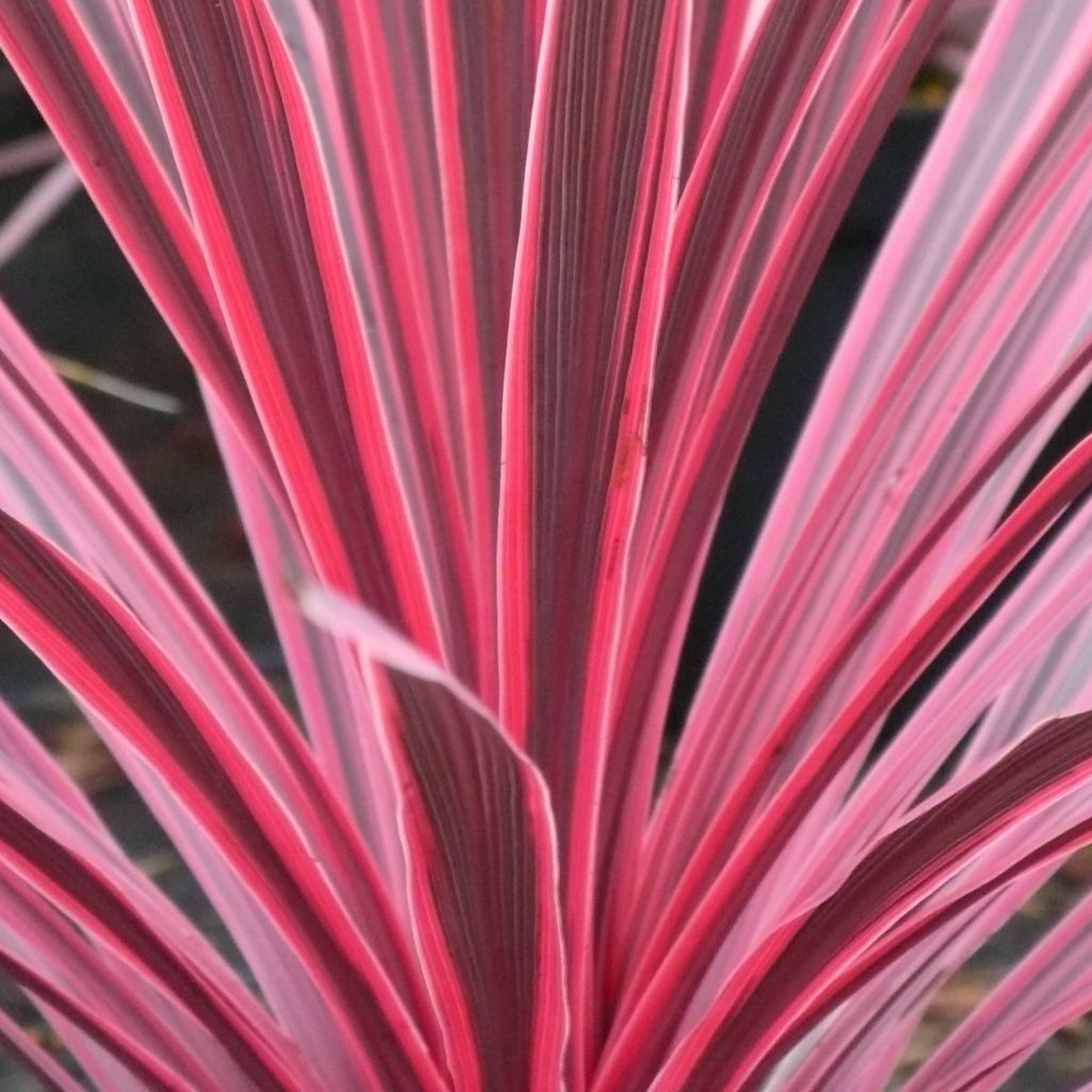 Cordyline australis Sunrise - Keulenlilie