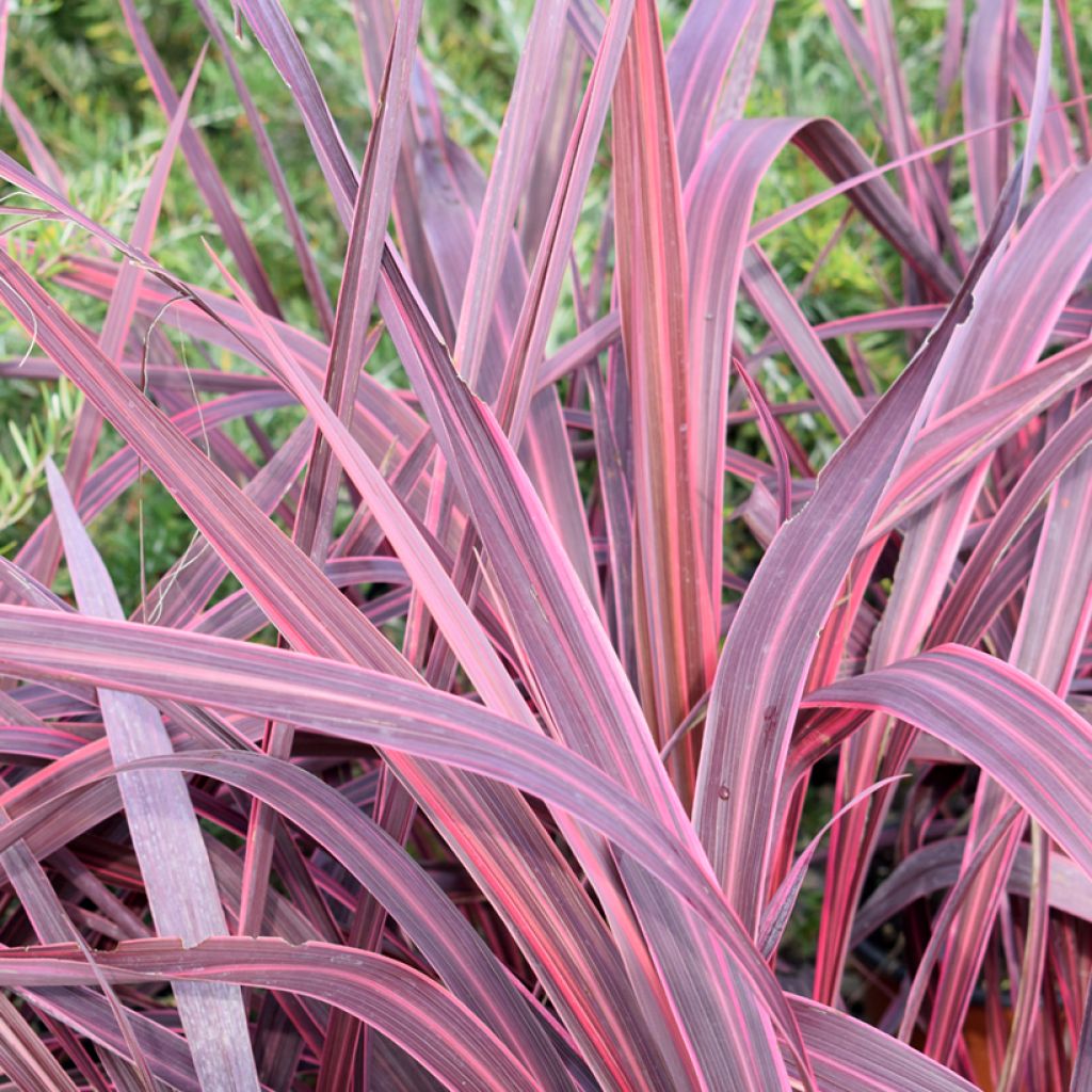 Cordyline australis Sunrise - Keulenlilie