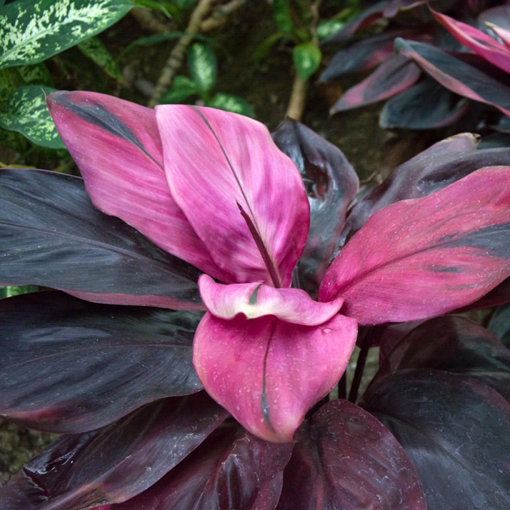 Cordyline fructicosa Purple Compacta - Keulenlilie