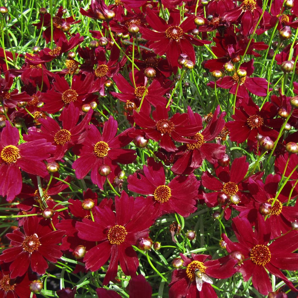 Mädchenauge Ruby Red - Coreopsis verticilliata