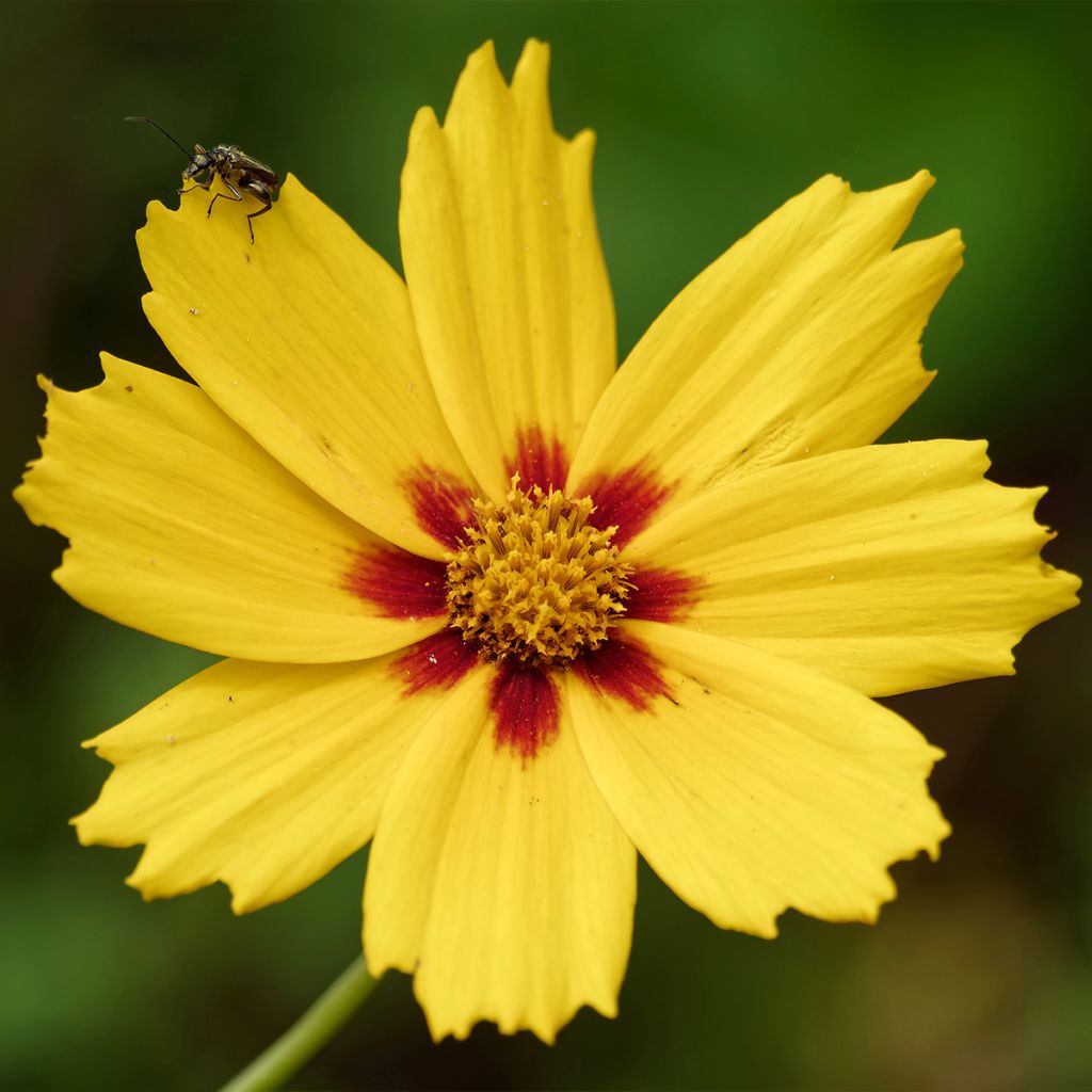 Großblumige Mädchenauge Tequila Sunrise - Coreopsis grandiflora