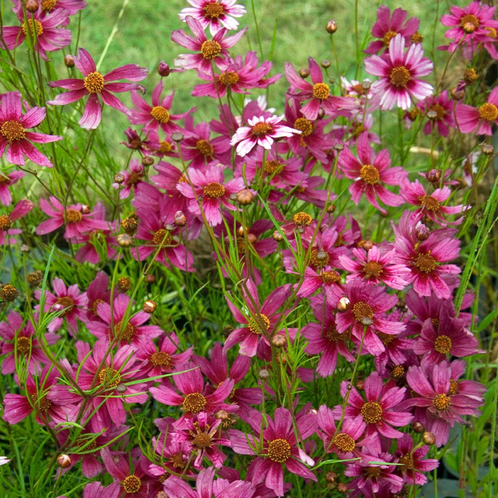 Mädchenauge Heaven's Gate - Coreopsis rosea