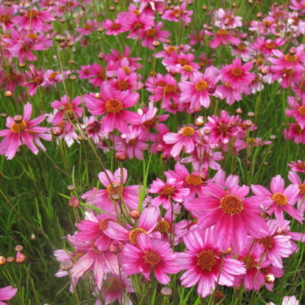 Mädchenauge Heaven's Gate - Coreopsis rosea