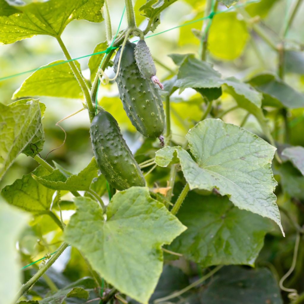 Einlegegurke Vert Petit de Paris BIO (Samen)