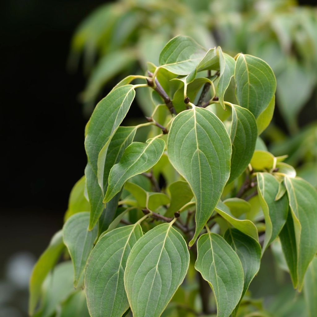 Blüten-Hartriegel Eddie's White Wonder - Cornus