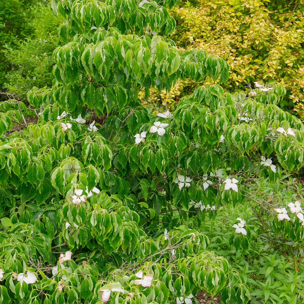 Japanischer Blumen-Hartriegel Milky Way - Cornus kousa