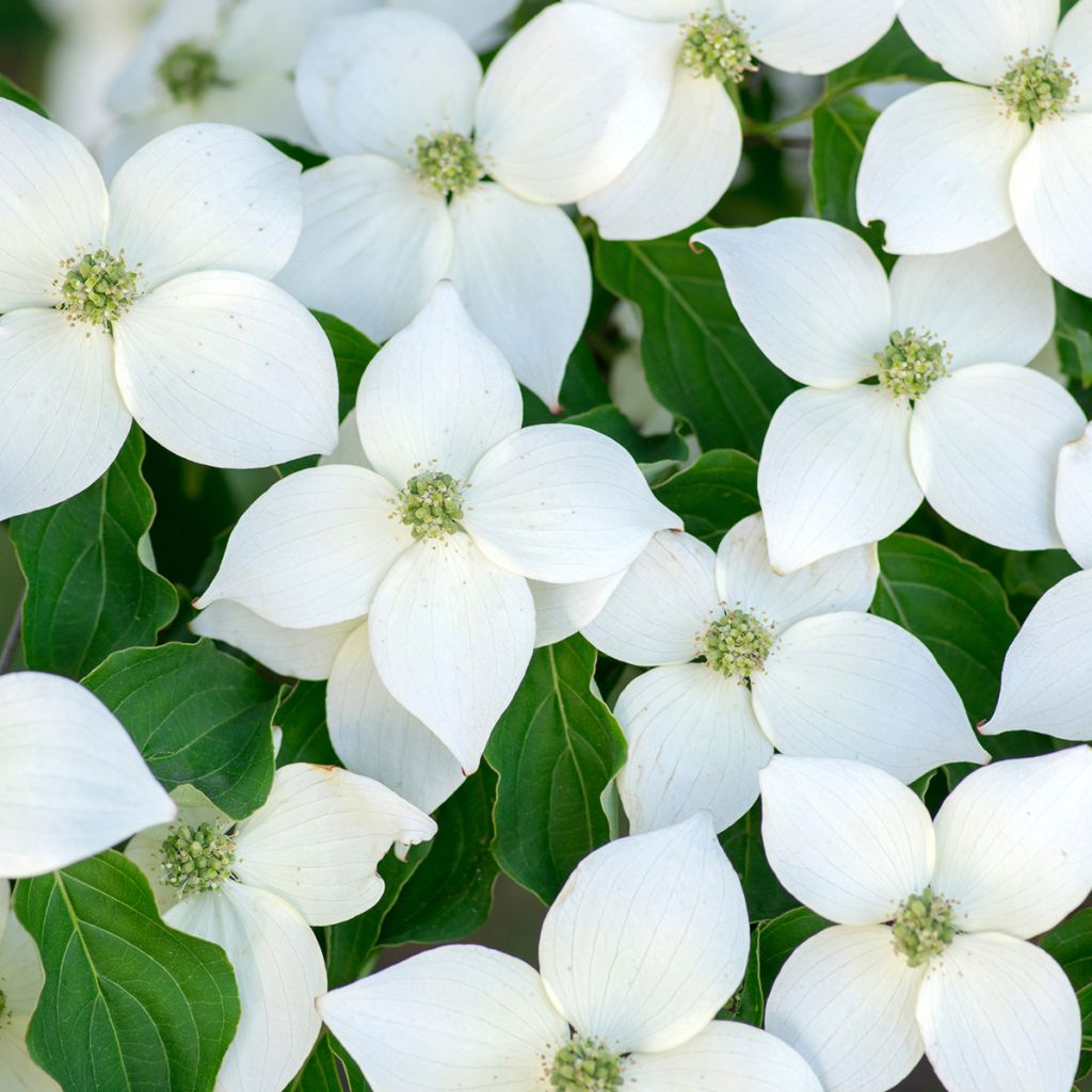 Japanischer Blumen-Hartriegel Milky Way - Cornus kousa