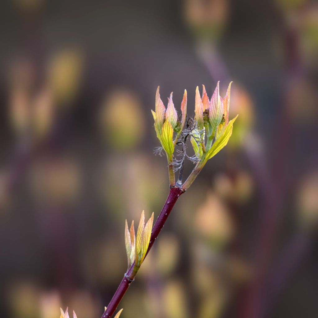 Cornus alba Aurea - Tatarischer Hartriegel