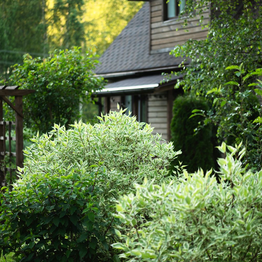 Cornus alba Elegantissima - Tatarischer Hartriegel