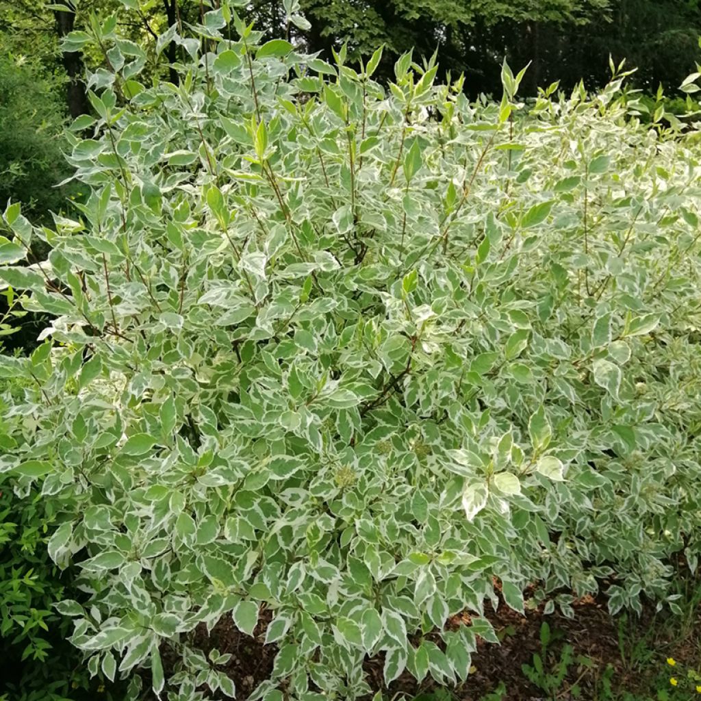 Cornus alba Elegantissima - Tatarischer Hartriegel