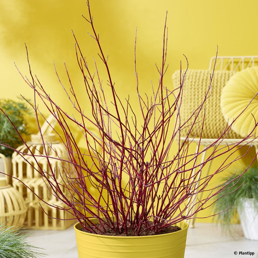 Cornus alba Miracle - Tatarischer Hartriegel