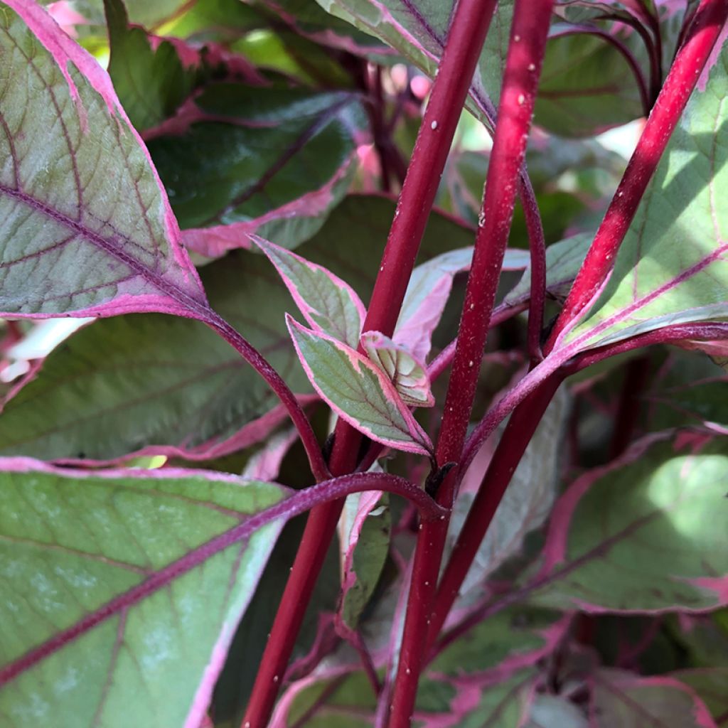 Cornus alba Miracle - Tatarischer Hartriegel