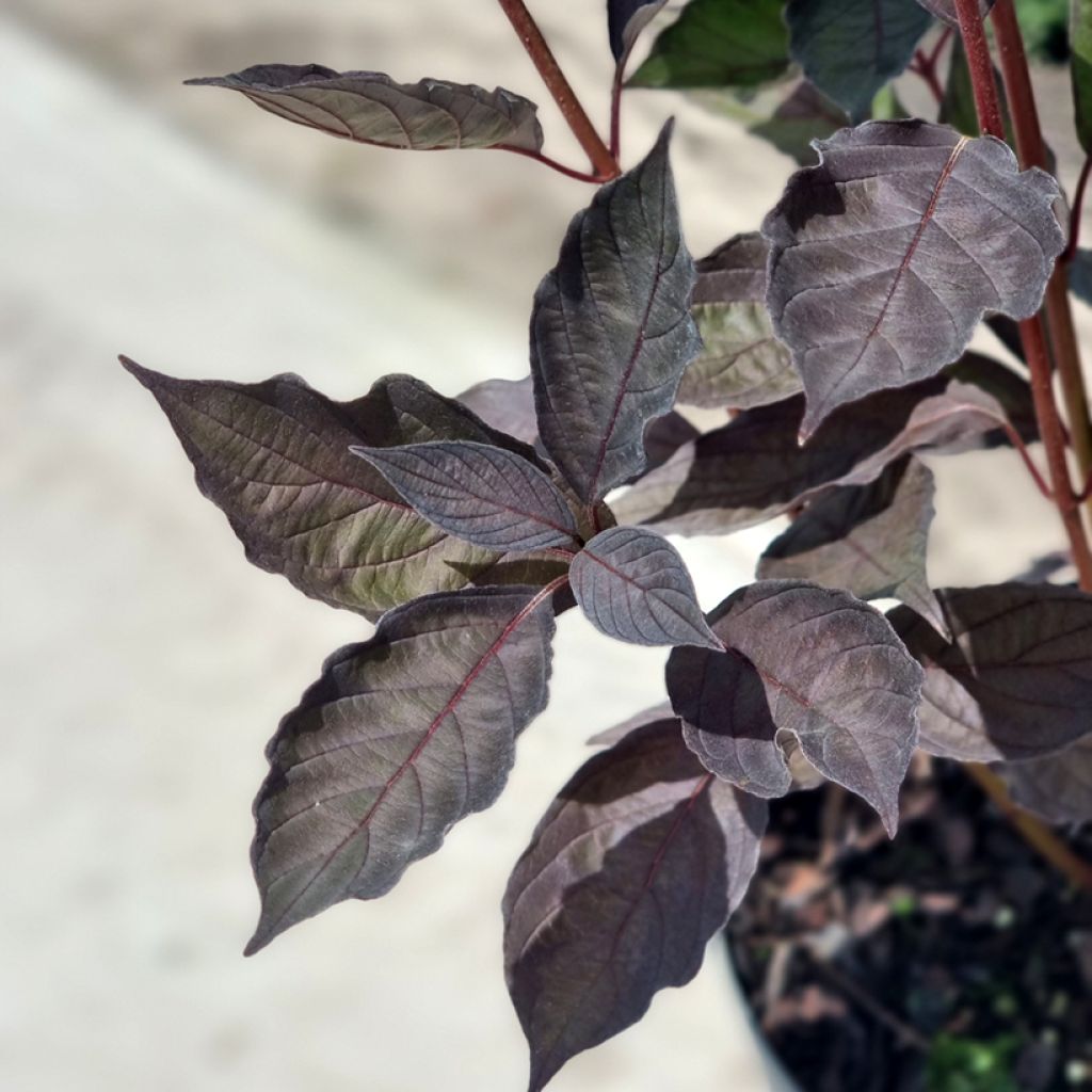 Cornus alba Nightfall - Tatarischer Hartriegel