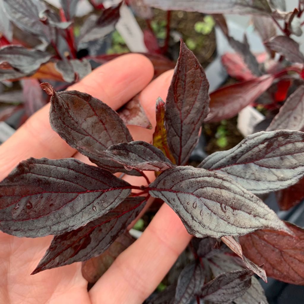 Cornus alba Nightfall - Tatarischer Hartriegel