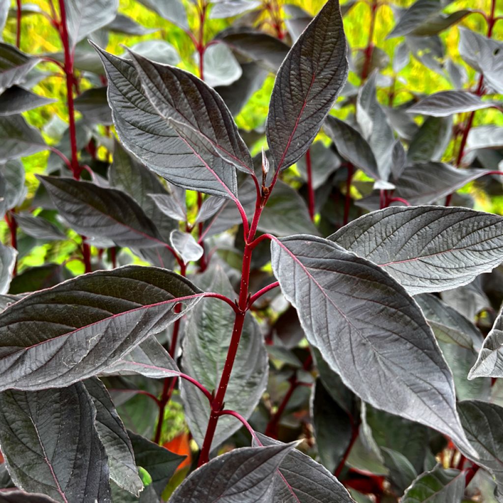 Cornus alba Nightfall - Tatarischer Hartriegel