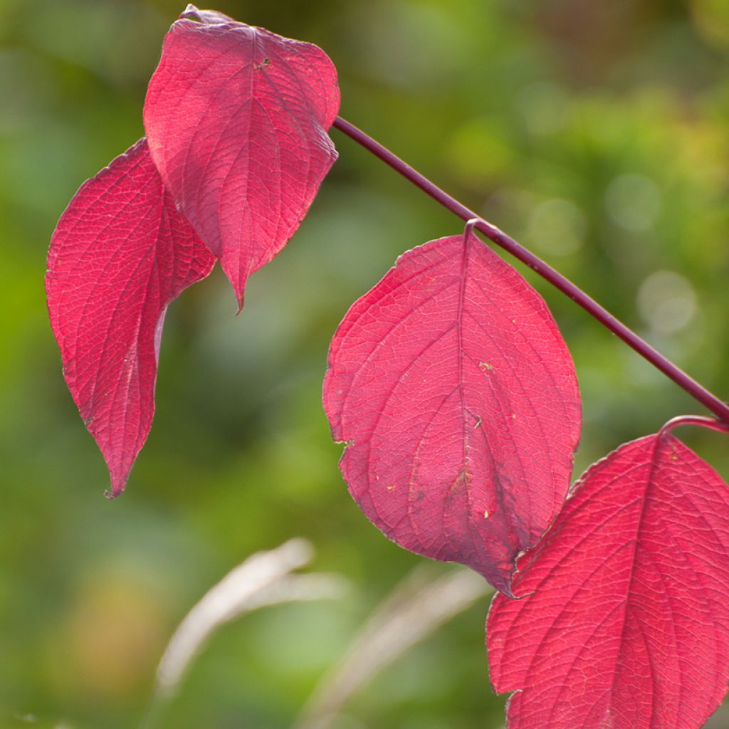 Cornus alba Sibirica - Tatarischer Hartriegel