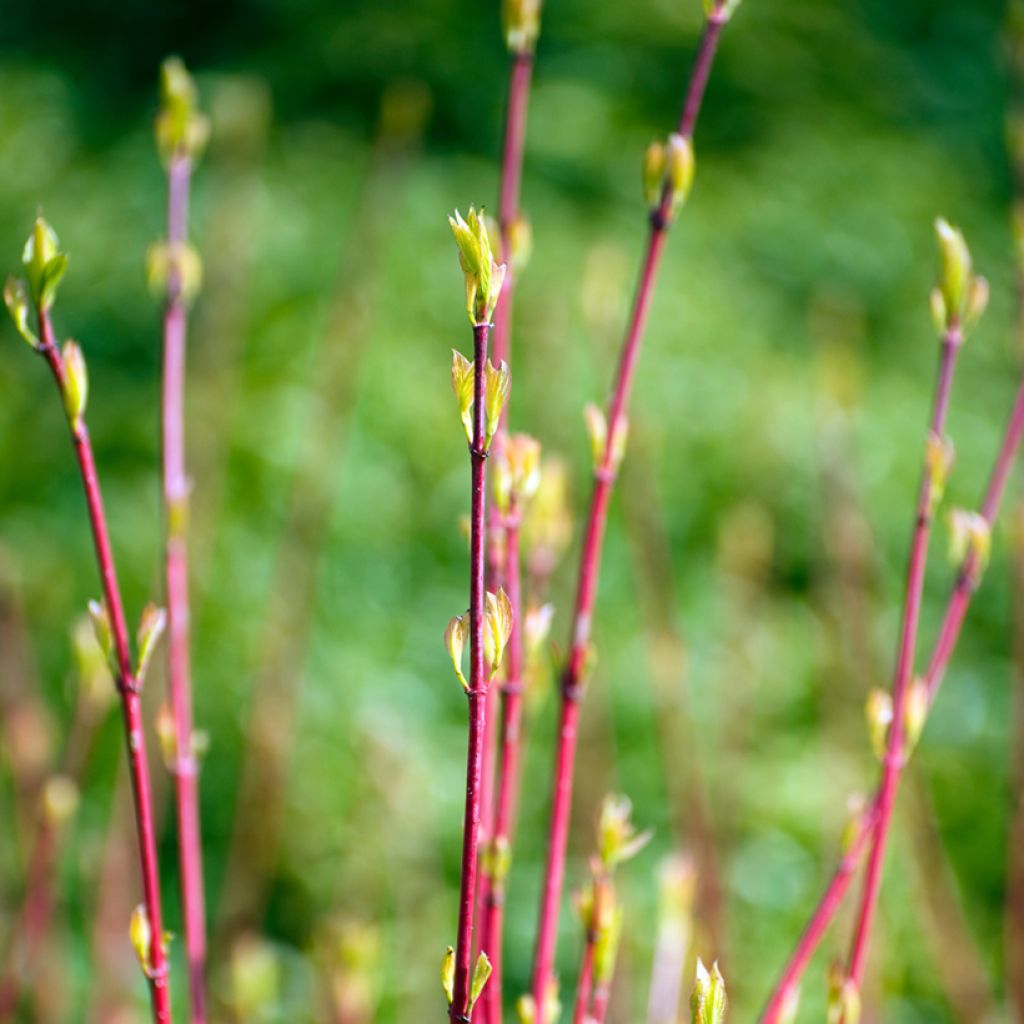 Cornus alba Sibirica - Tatarischer Hartriegel