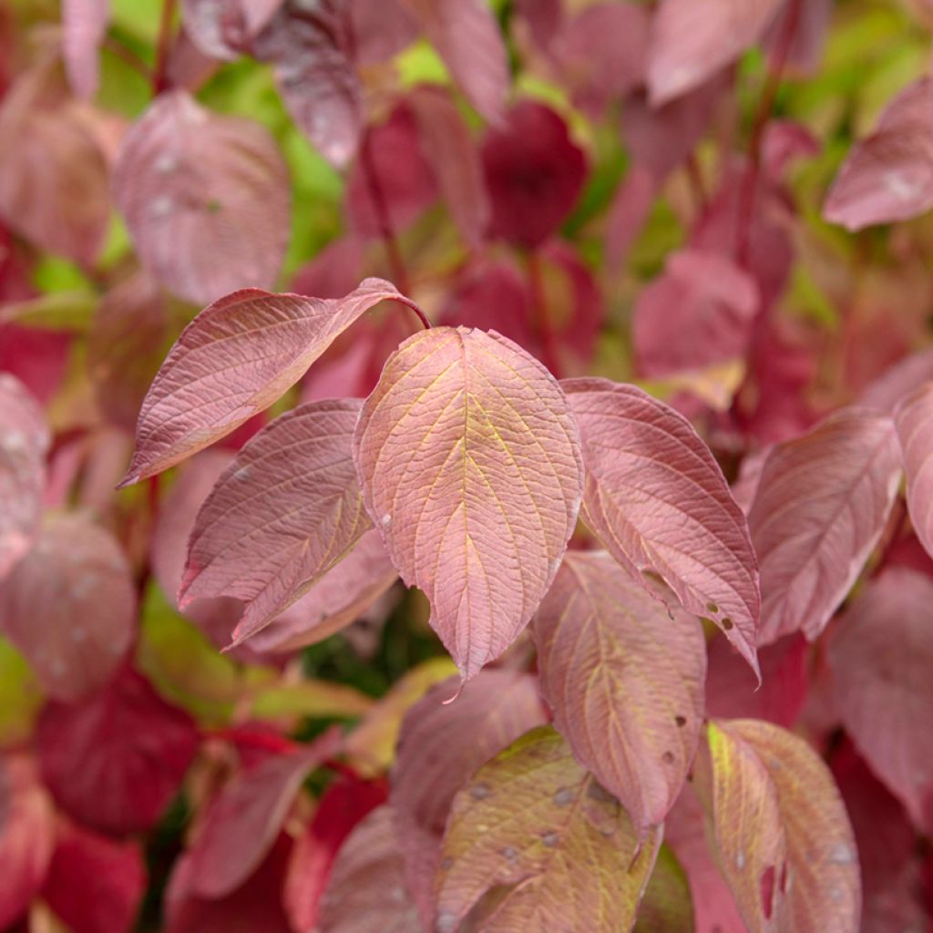 Cornus alba Sibirica - Tatarischer Hartriegel