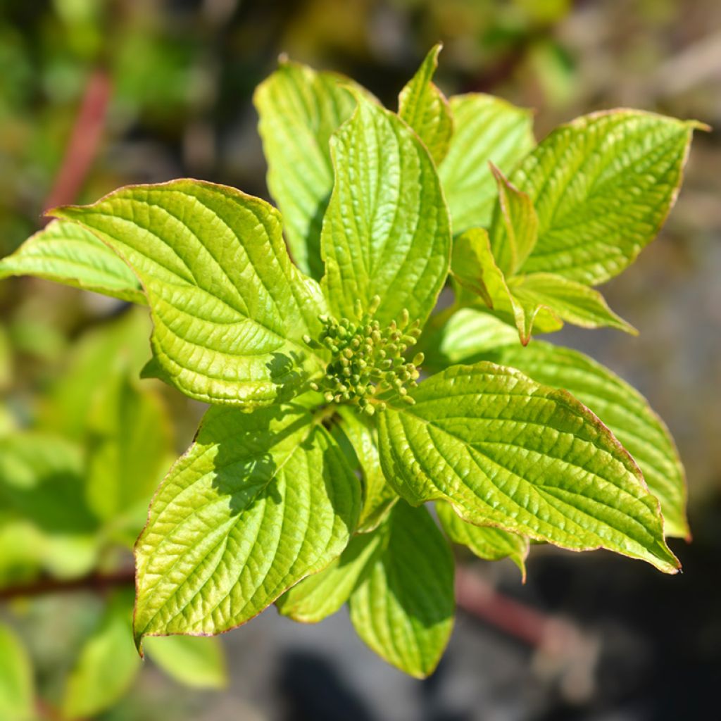 Cornus alba Sibirica - Tatarischer Hartriegel