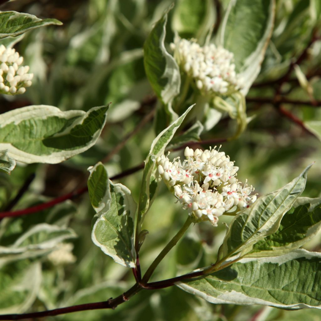 Cornus alba Sibirica Variegata - Tatarischer Hartriegel