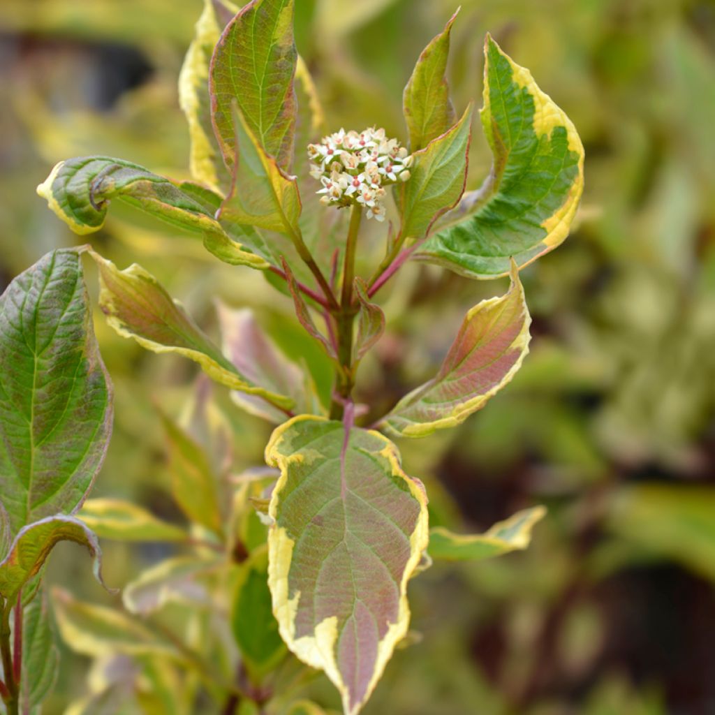 Cornus alba Spaethii - Tatarischer Hartriegel